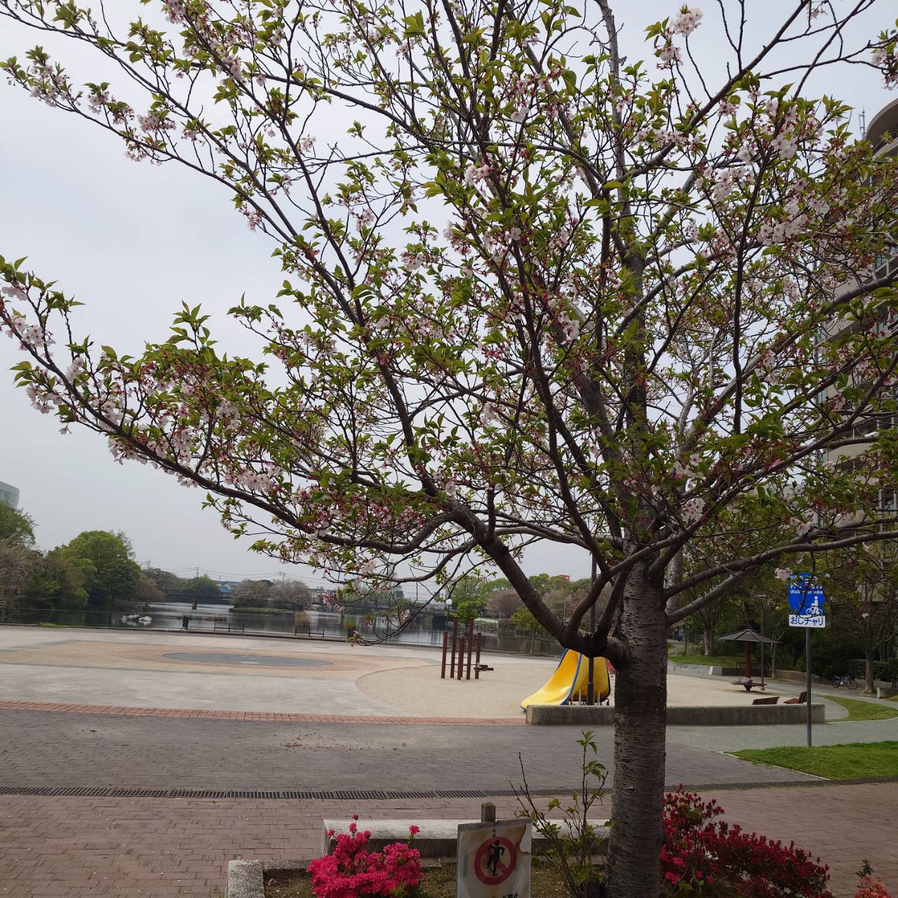 丸田池の葉桜